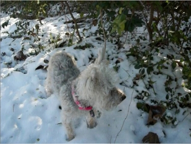 Doggie likes Texas White Christmas